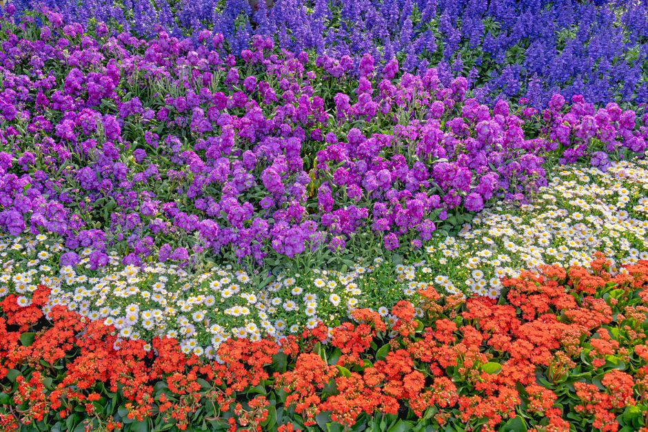Landscape installation and garden design planting
